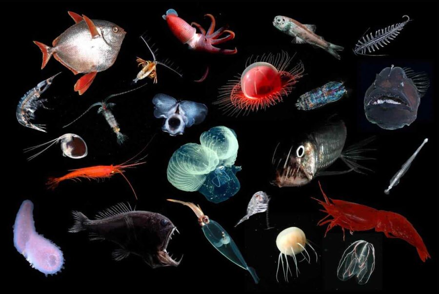 Midwater, animal biodiversity, deep sea mining