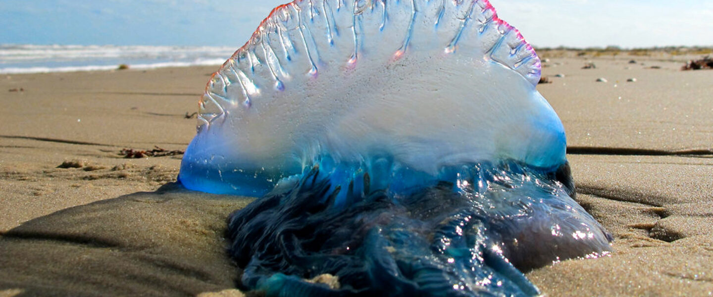 science, biodiversity, oceans, marine life, Portuguese man o'war, separate species