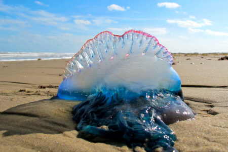 science, biodiversity, oceans, marine life, Portuguese man o'war, separate species