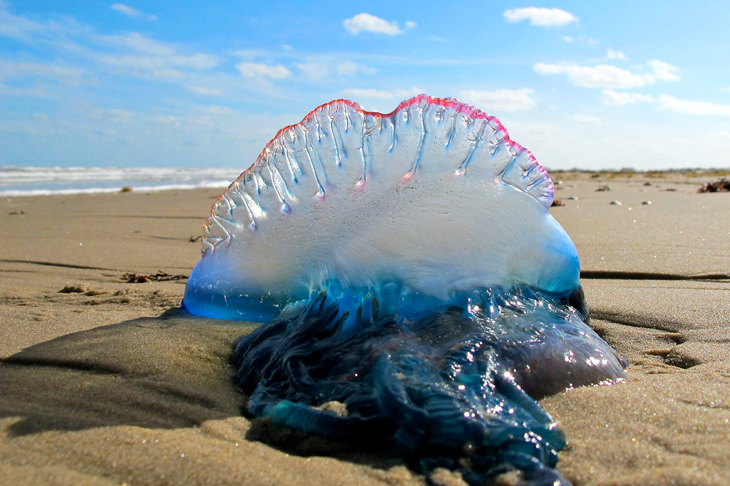 science, biodiversity, oceans, marine life, Portuguese man o'war, separate species
