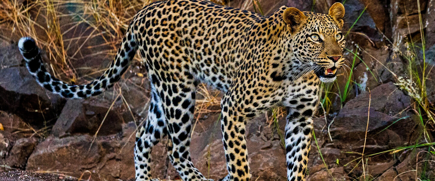 science, nature, biodiversity, Africa, wildlife conservation, $150M bond plan