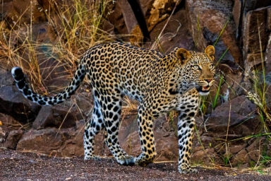 science, nature, biodiversity, Africa, wildlife conservation, $150M bond plan