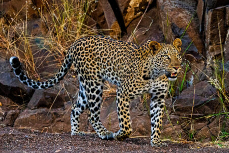 science, nature, biodiversity, Africa, wildlife conservation, $150M bond plan