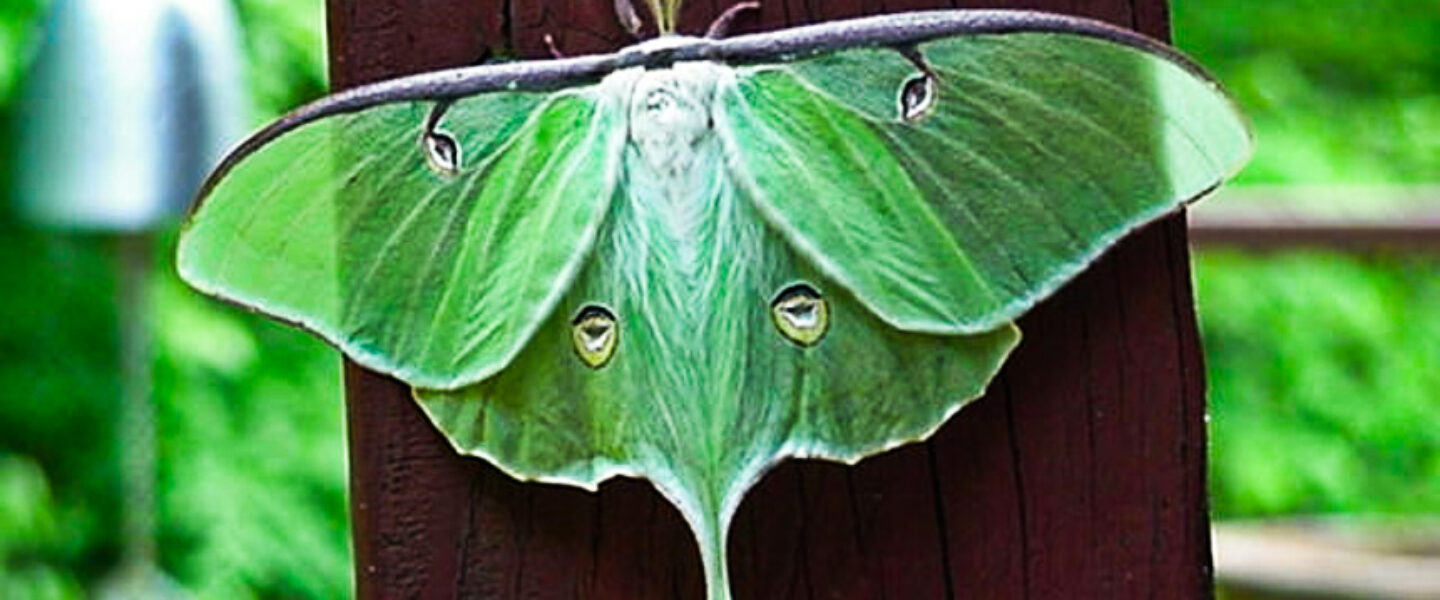 science, nature, biodiversity, moths, decline, food chain, music composition