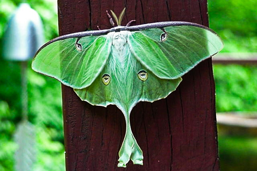 science, nature, biodiversity, moths, decline, food chain, music composition