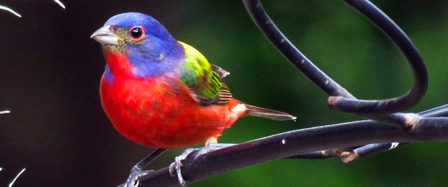 science, nature, songbirds, plumage, vibrancy, optical trick