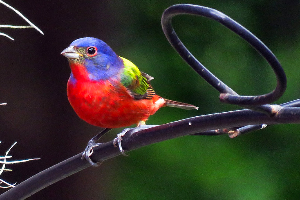 science, nature, songbirds, plumage, vibrancy, optical trick