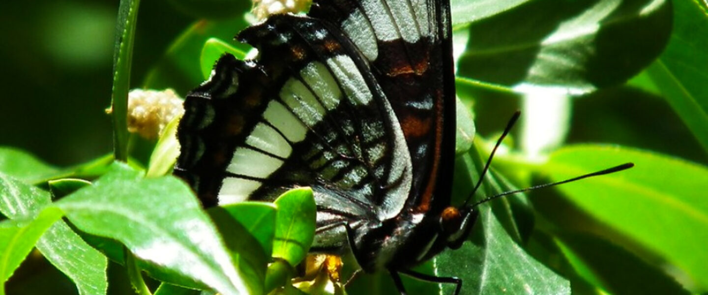 science, nature, insects, butterfliy population, superlative summer, analysis