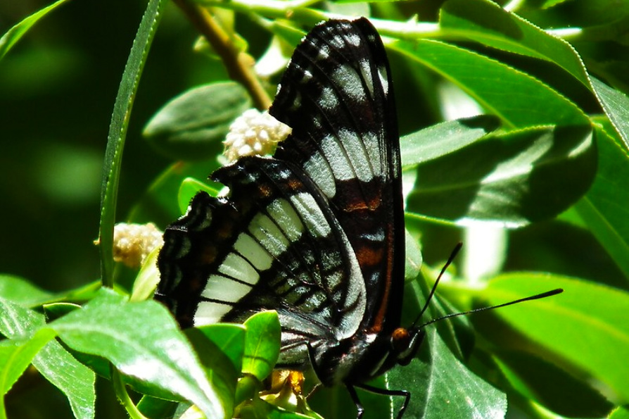 science, nature, insects, butterfliy population, superlative summer, analysis
