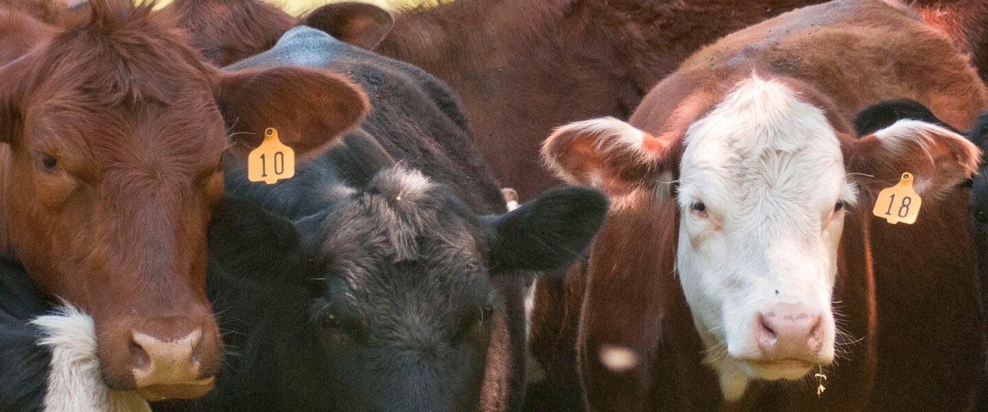 Herd, beef, cattle, farm, Richmond, VA