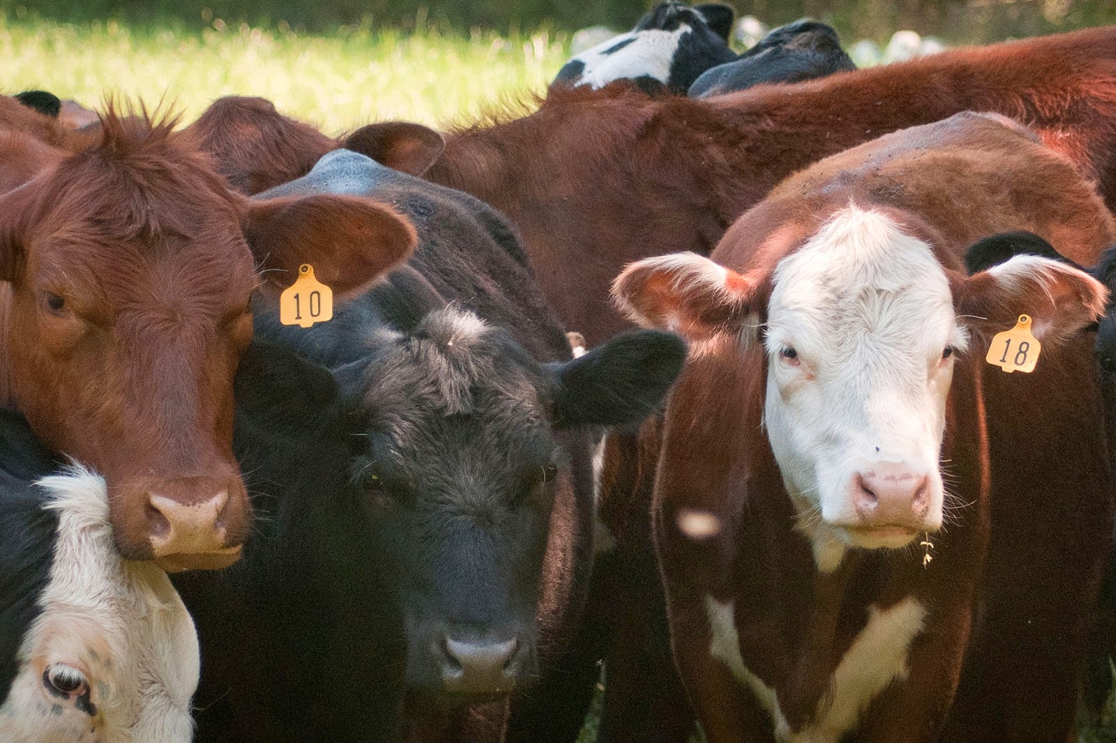 Herd, beef, cattle, farm, Richmond, VA