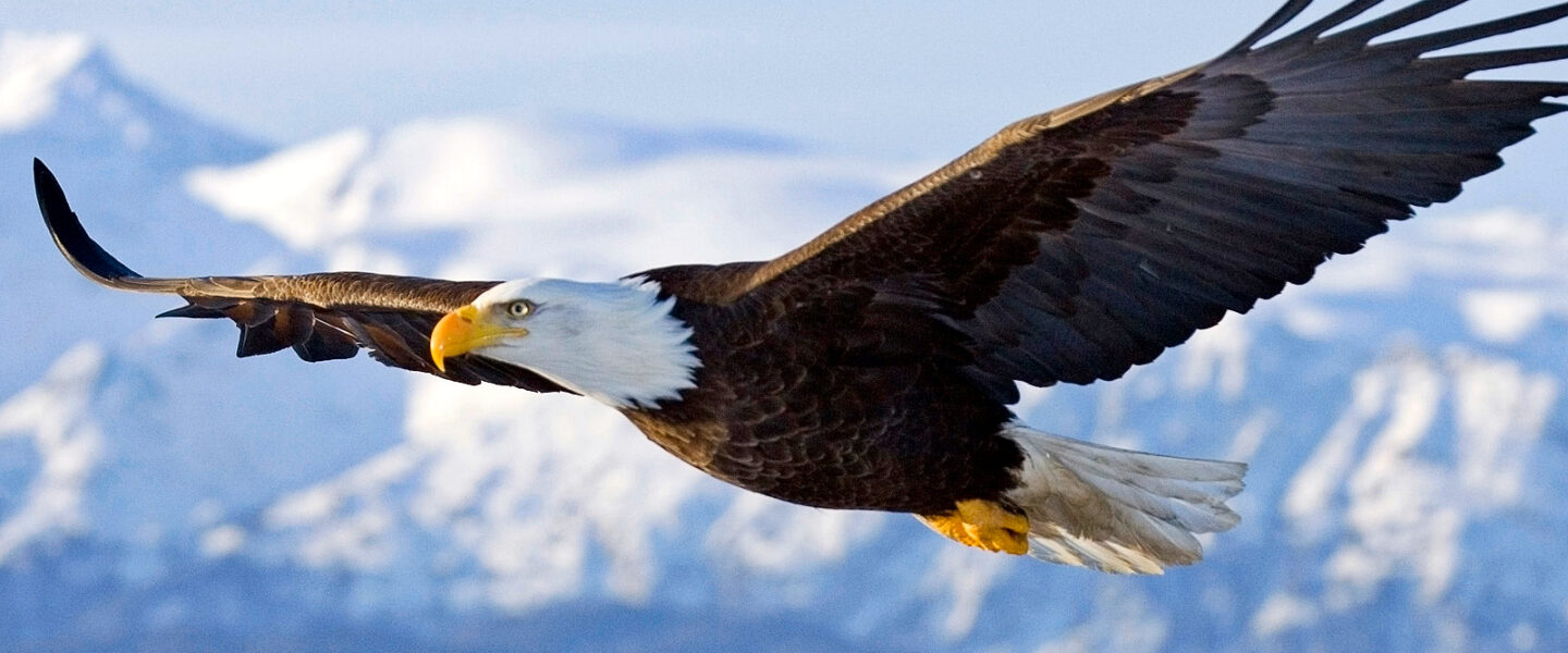 tech, science, nature, drones, innovation, birds of prey