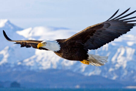 tech, science, nature, drones, innovation, birds of prey