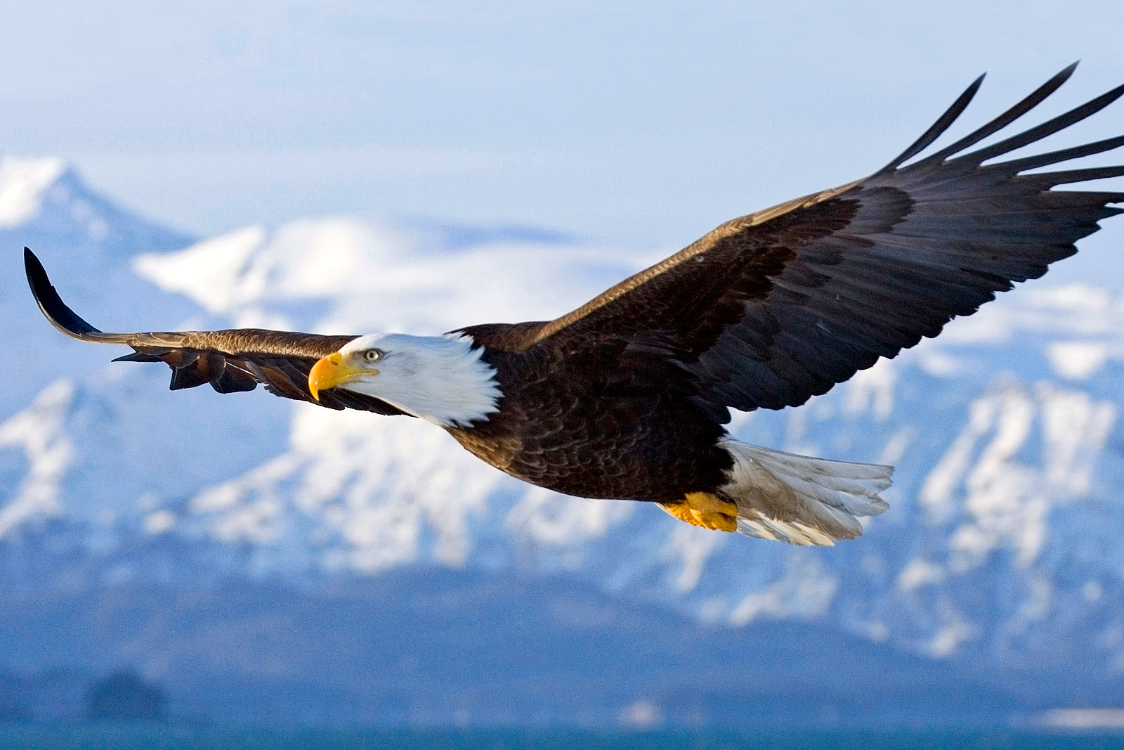 tech, science, nature, drones, innovation, birds of prey