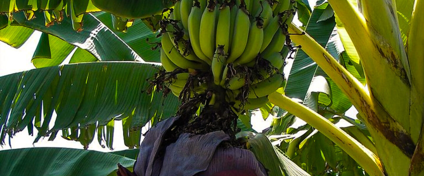 climate crisis, global warming, flora, food supply, tree disease, bananas