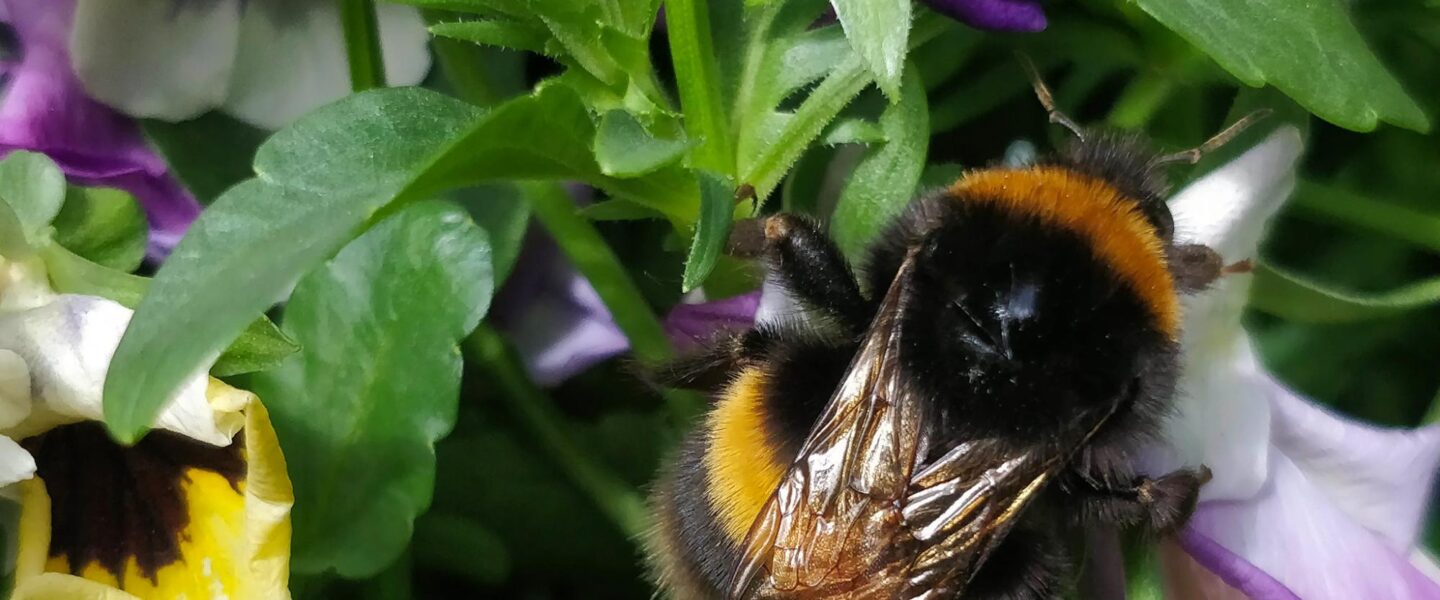 science, nature, insects, bees, diet research, discovery