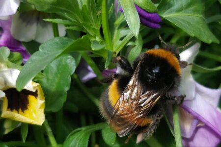 science, nature, insects, bees, diet research, discovery