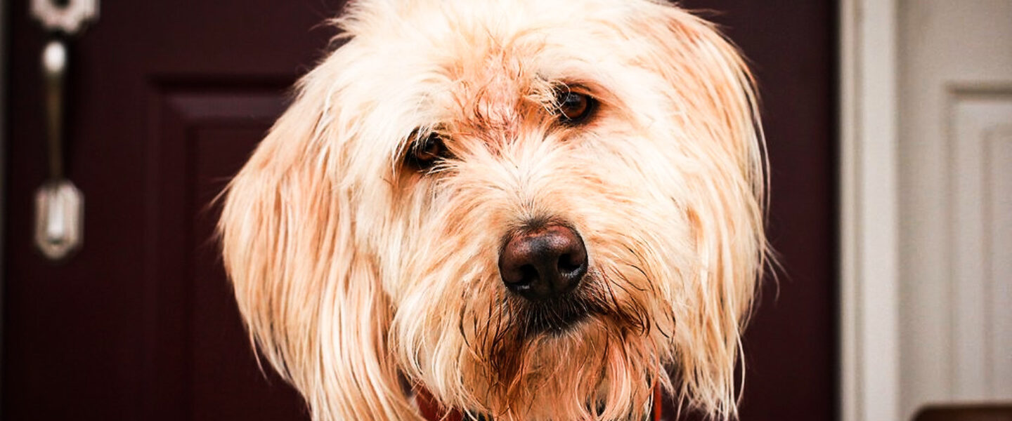 science, nature, dogs, brain, evolution, ability to read people