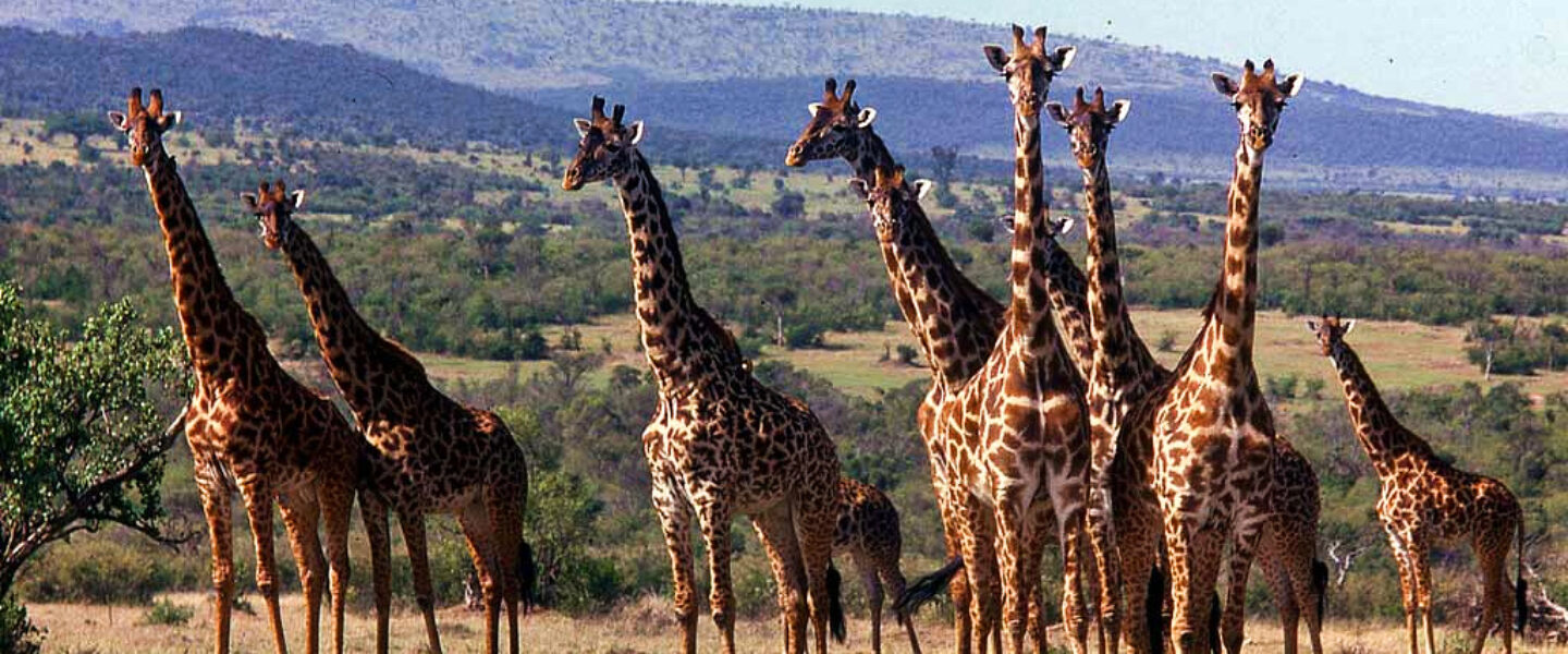 science, nature, biodiversity, African giraffes, species