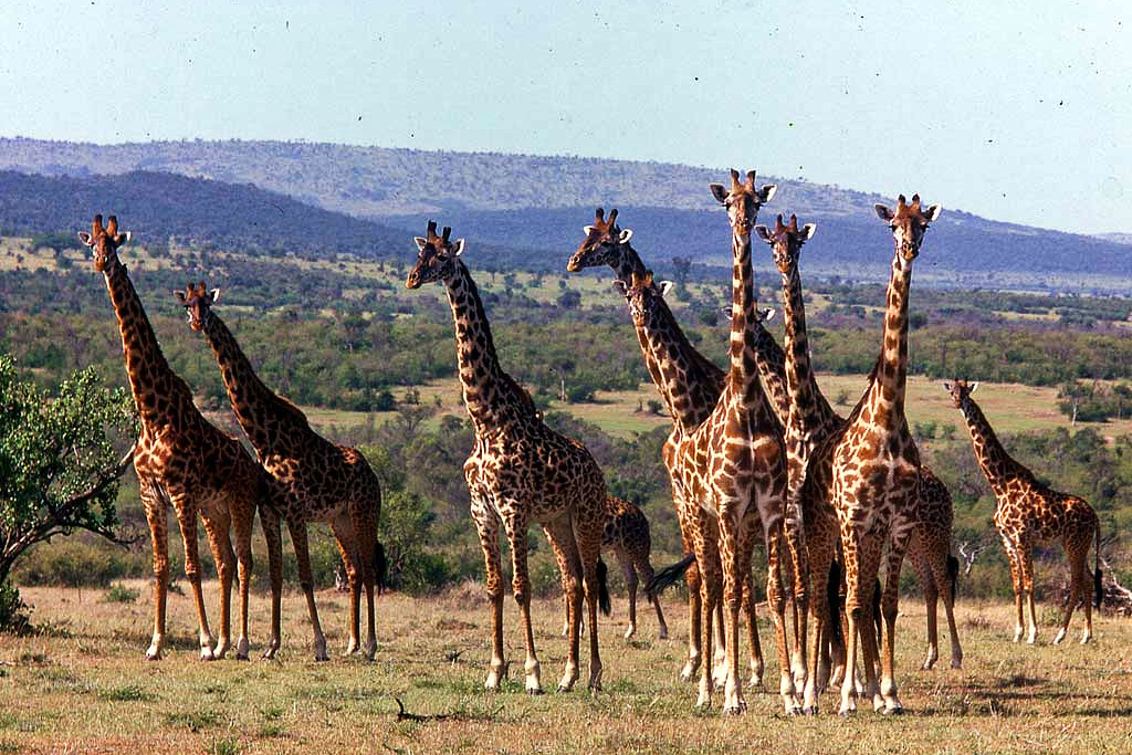 science, nature, biodiversity, African giraffes, species