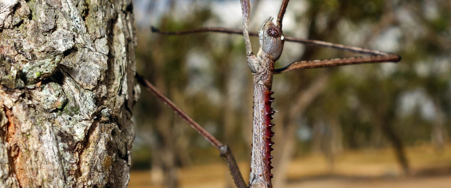 science, nature, biodiversity, bug species discovery, Australia, 16-inch stick insect