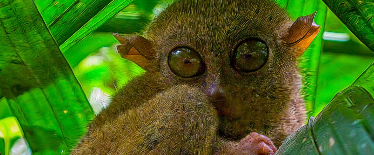 climate crisis, global warming, tropical forests, biodiversity loss