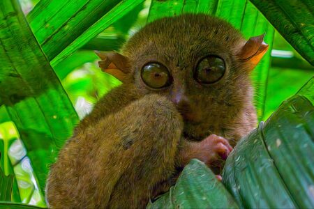 climate crisis, global warming, tropical forests, biodiversity loss