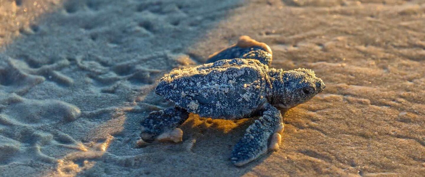 endangered, Kemp’s ridley, sea turtle, hatches