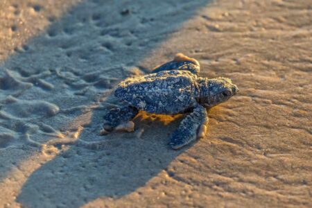 endangered, Kemp’s ridley, sea turtle, hatches