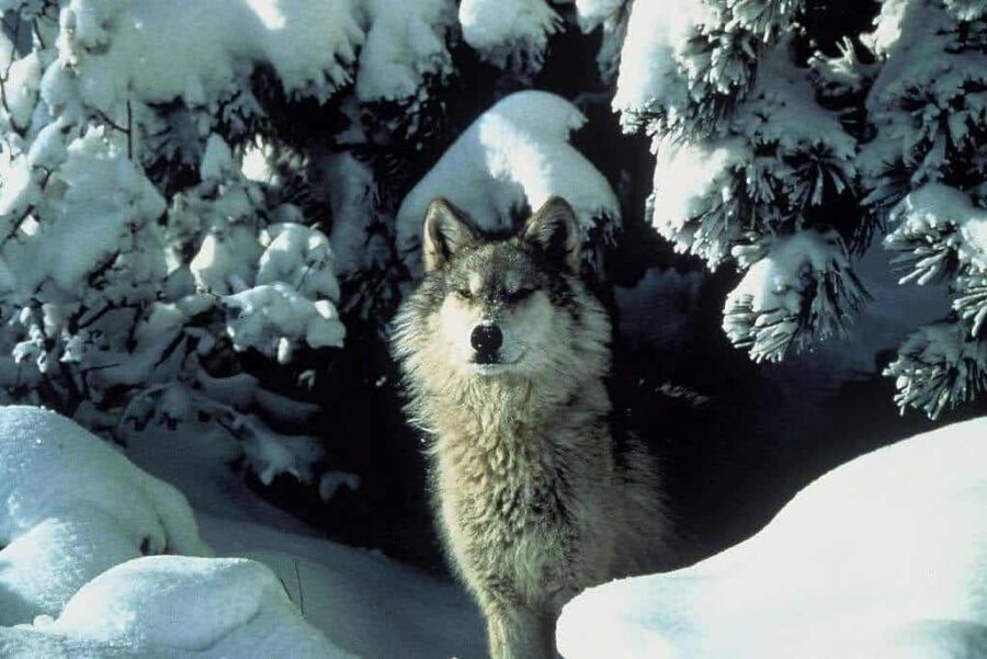 Gray wolf, snow drift