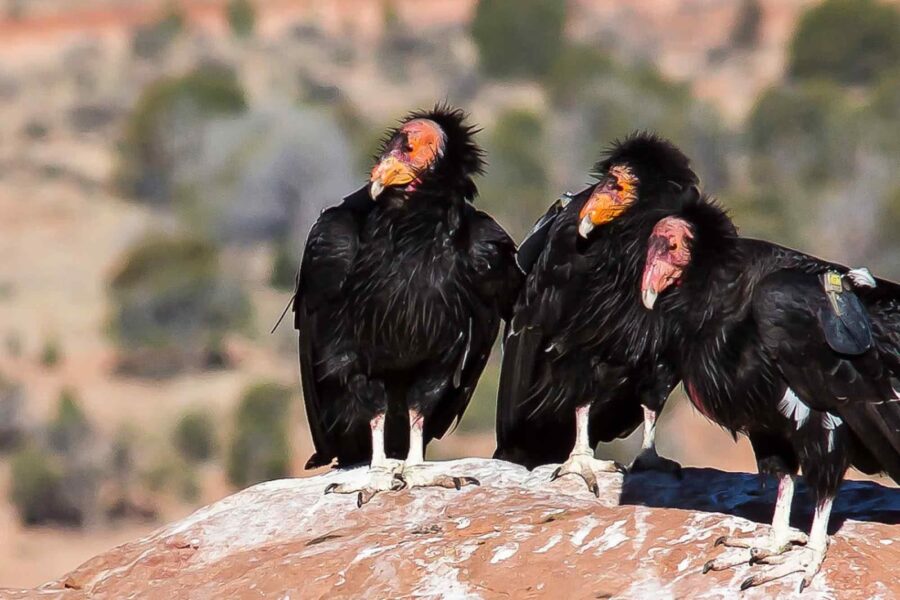 Trio, California Condors