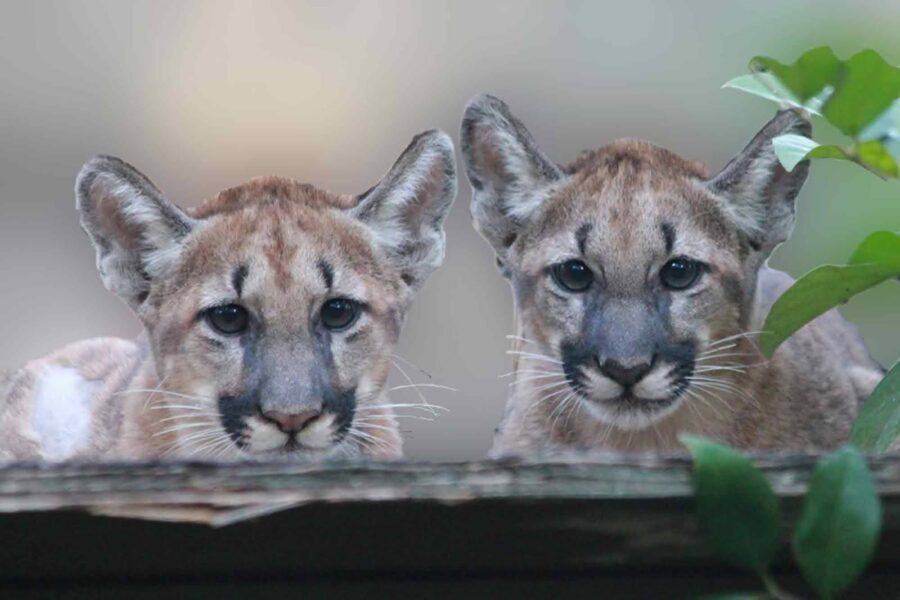 Two young Florida panthers