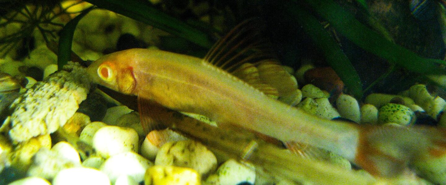 nature, marine life, nurse sharks, pigment, new study, first xanthism verified