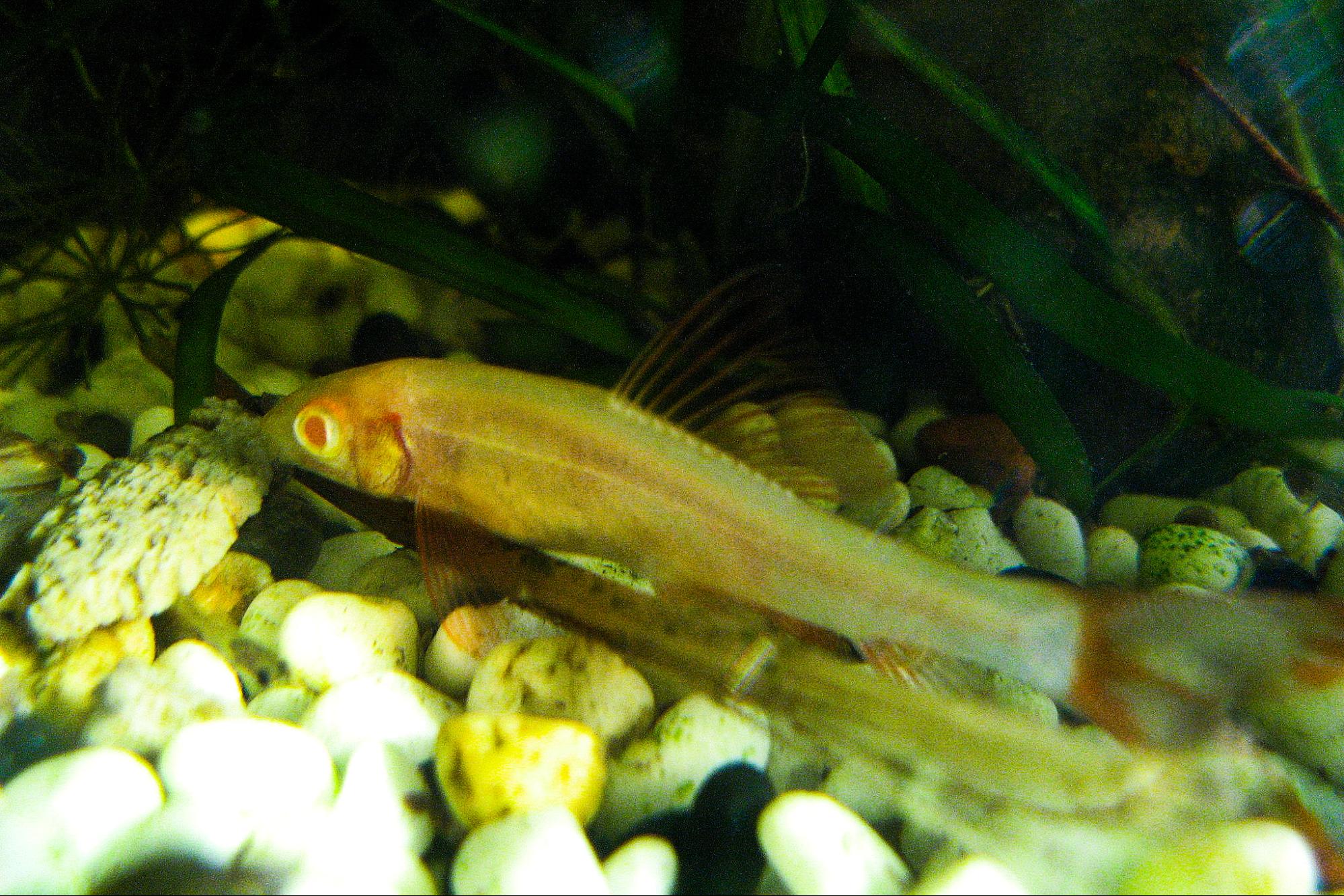 nature, marine life, nurse sharks, pigment, new study, first xanthism verified