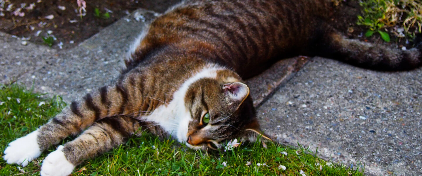 science, nature, feline behavior, grass ingestion, hairballs, new theory