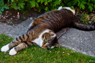 science, nature, feline behavior, grass ingestion, hairballs, new theory
