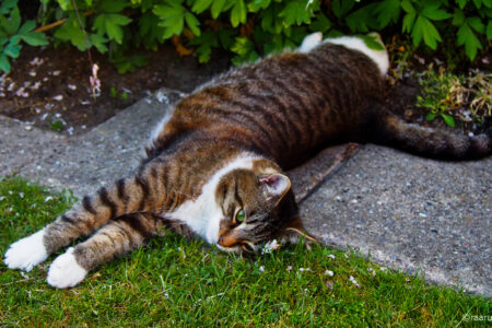 science, nature, feline behavior, grass ingestion, hairballs, new theory