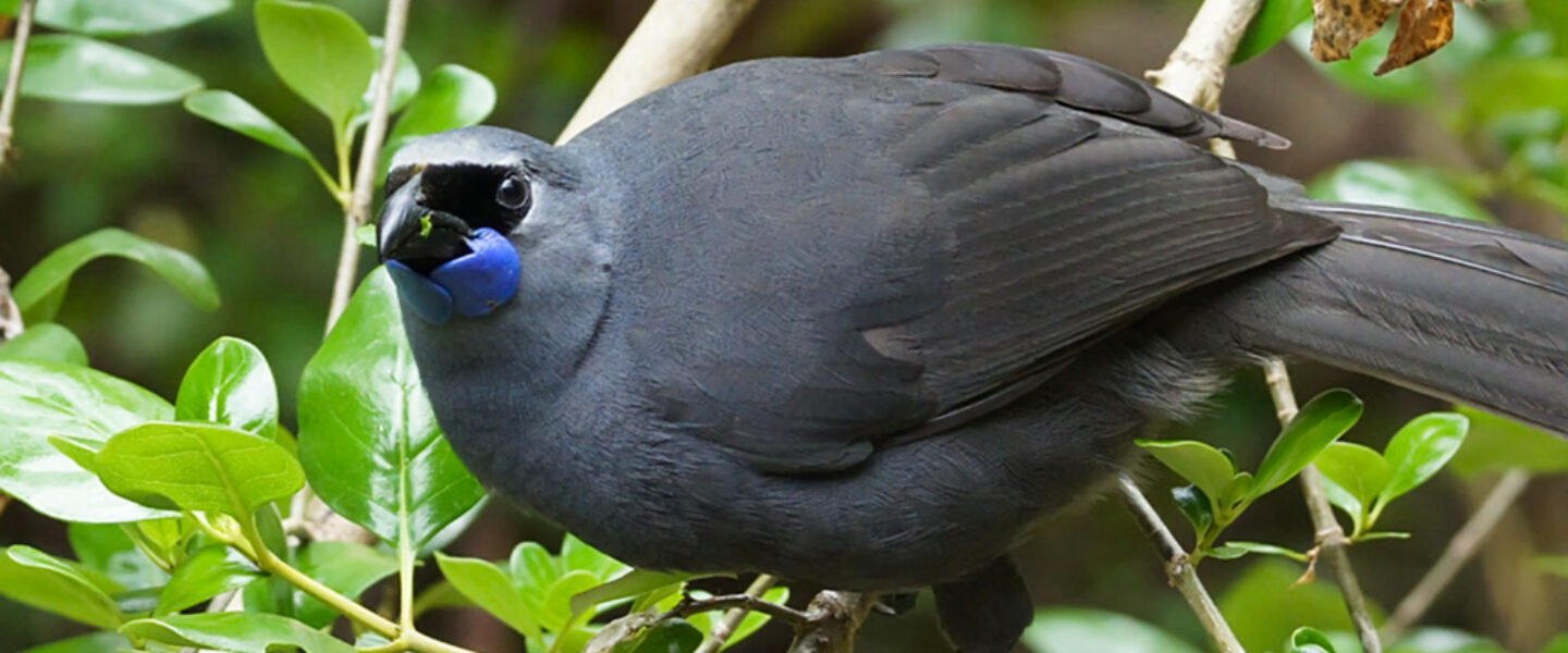 science, nature, biodiversity, New Zealand, conservation, rare birds, predator trapping