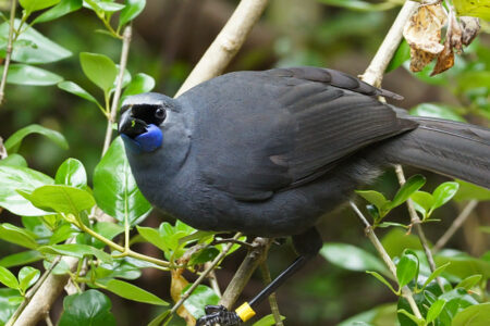 science, nature, biodiversity, New Zealand, conservation, rare birds, predator trapping
