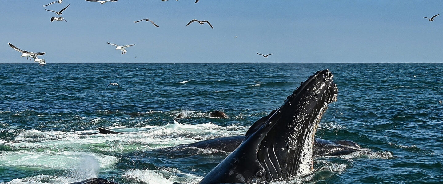 science, nature, marine mammals, humpback whales, NYC collision course