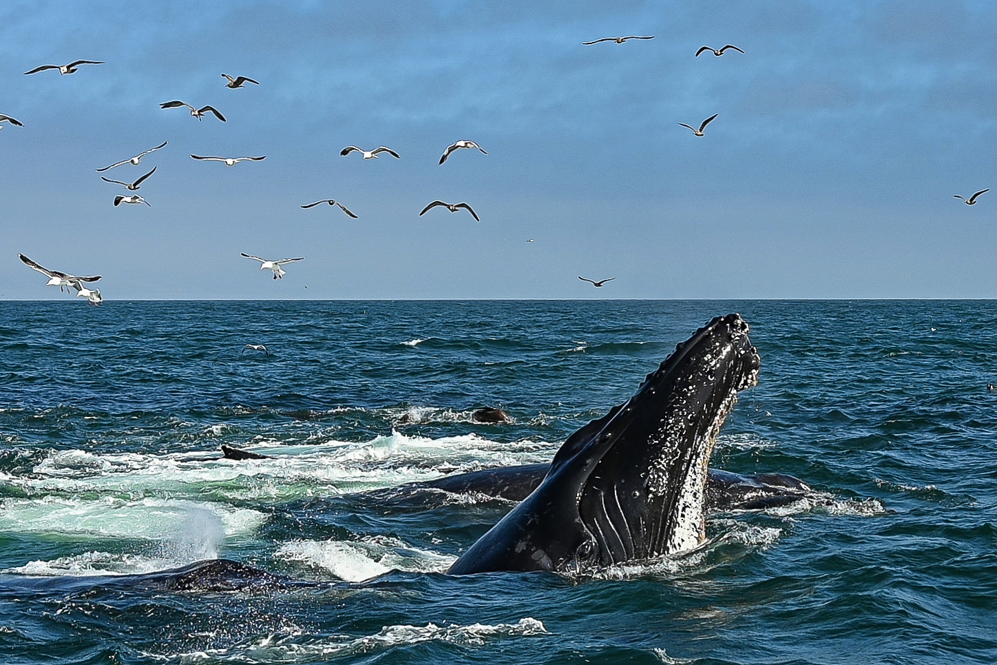 science, nature, marine mammals, humpback whales, NYC collision course