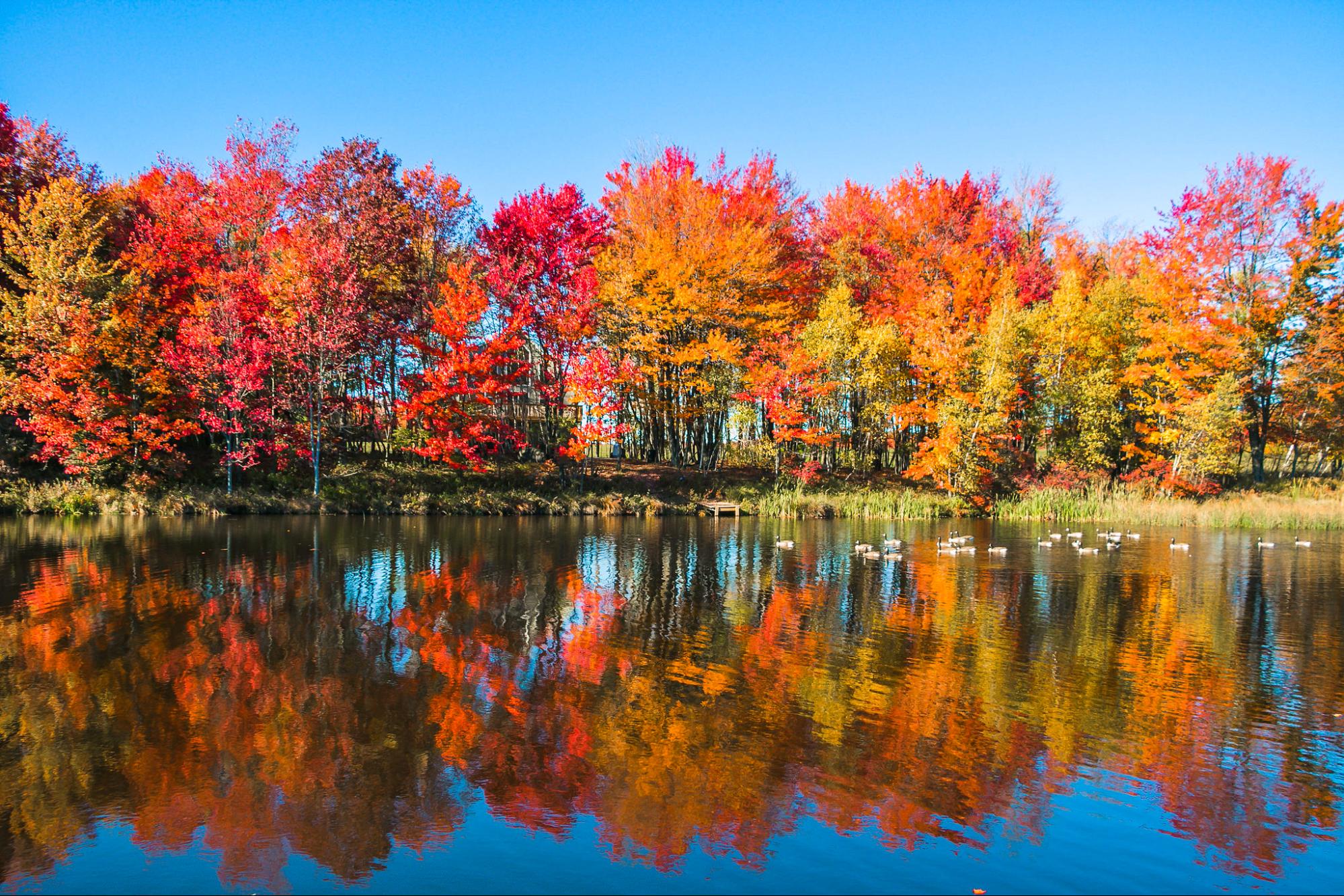 science, nature, autumn, US fall foliage 2025, peak predictions