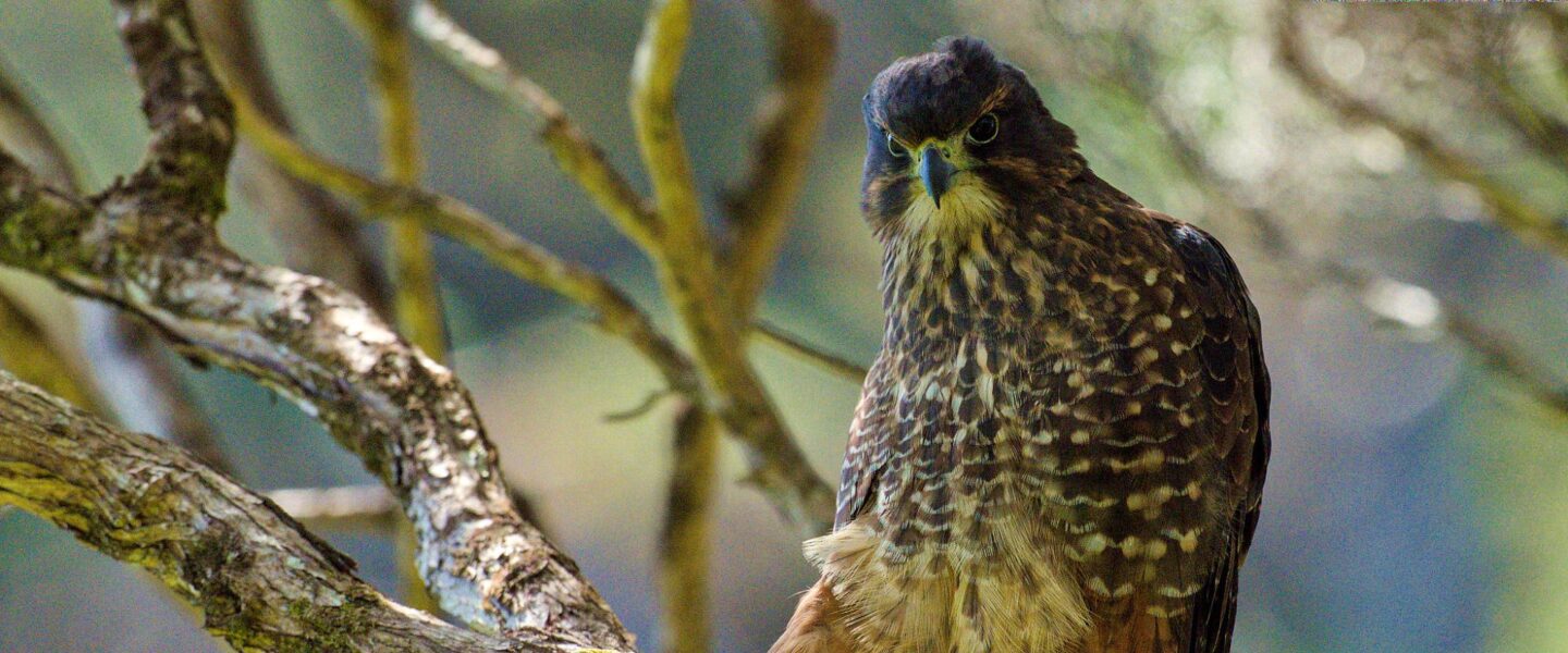 science, nature, biodiversity, threatened bird species, high speed hunter, NZ