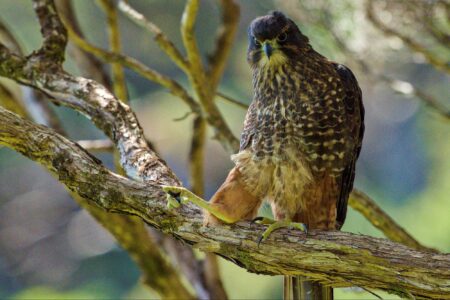 science, nature, biodiversity, threatened bird species, high speed hunter, NZ