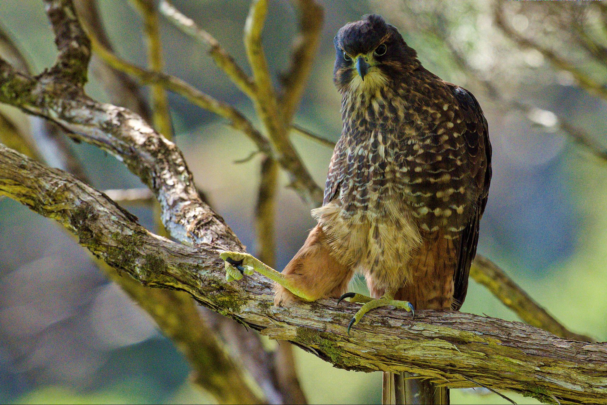 science, nature, biodiversity, threatened bird species, high speed hunter, NZ