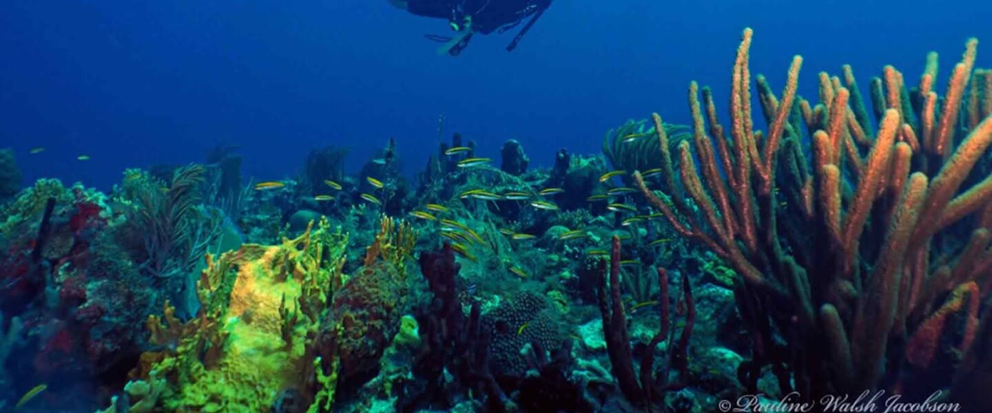 Coral reef, Dog Island, US Virgin Islands
