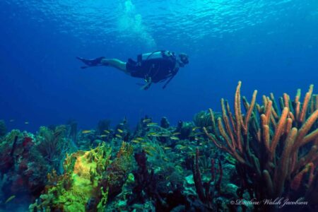 Coral reef, Dog Island, US Virgin Islands