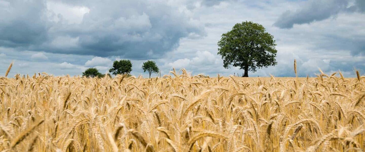 Field of grain, brown