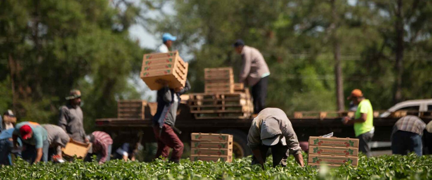 Farmworkers, pick strawberries, Fort Valley, GA