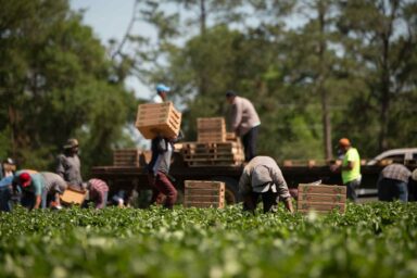 Farmworkers, pick strawberries, Fort Valley, GA